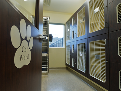 Pet Boarding for Dogs and Cats in Waynesboro, VA | Animal Hospital of  Waynesboro