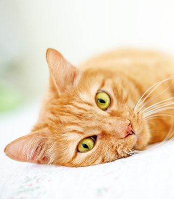 The lovely red cat lies on a sofa Orange cat lying on a sofa: Pet Allergies in Waynesboro