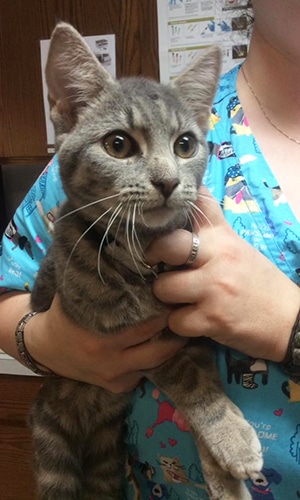waynesboro-animal-hospital-vet-holding-cat Vet holding a gray kitten: Pet Emergency Care in Waynesboro