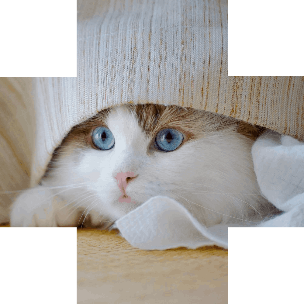 Blue eyed cat peeks out