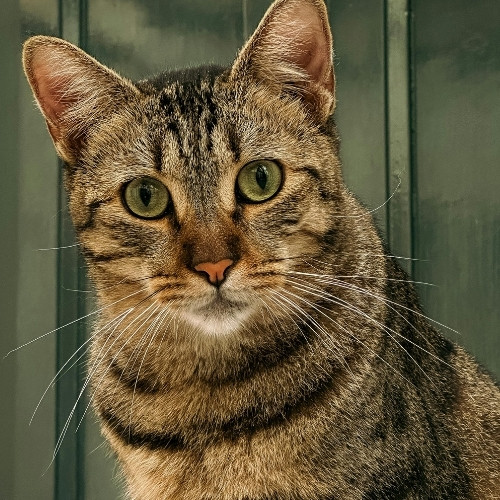 A close-up portrait of a tabby cat with green eyes sitting in front of a dark green door.