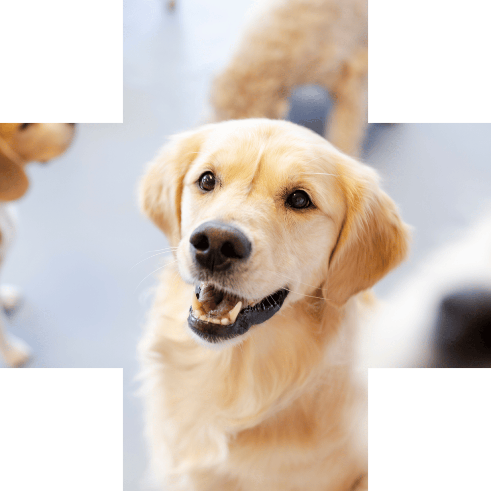 Cute puppy sitting on the floor and smiling