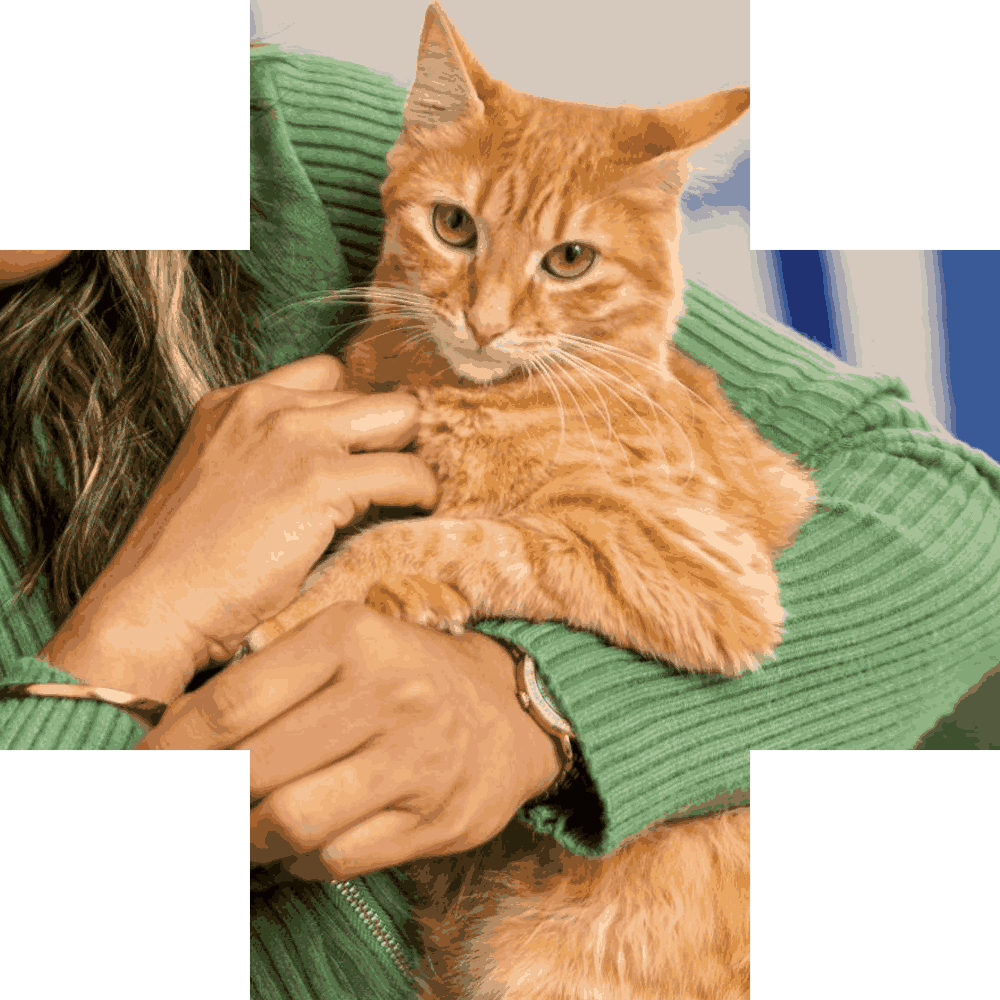An orange tabby cat is being held by a person wearing a green sweater. The cat has green eyes and white whiskers.