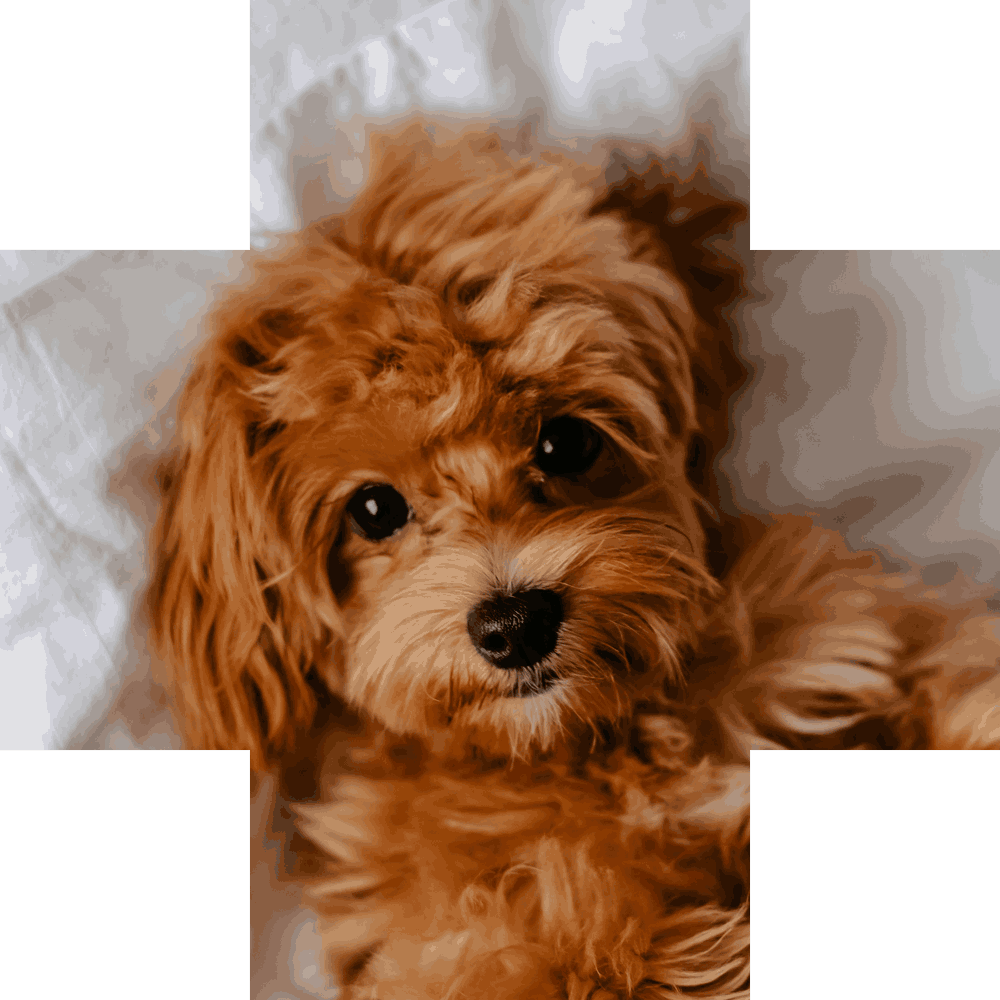 A fluffy brown dog with dark eyes lies on a white blanket, looking directly at the camera.