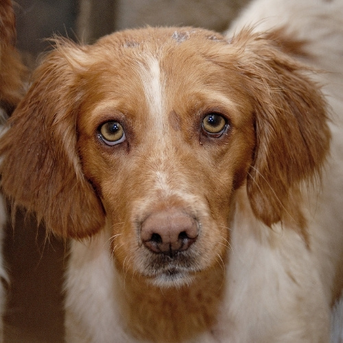 Close-up of a Brittany Spaniel dog with brown and white fur, looking directly at the camera with expressive eyes. Another dog is partially visible to the left.