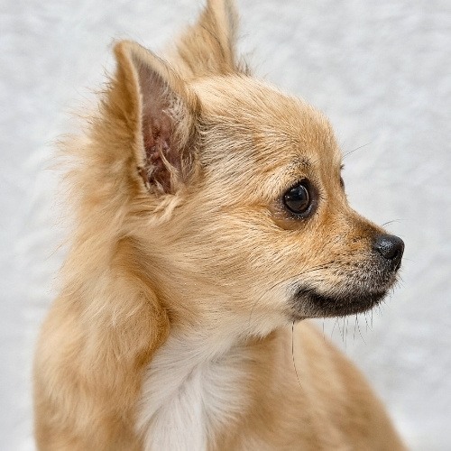 A close-up profile shot of a tan chihuahua with large ears and dark eyes against a white textured background.