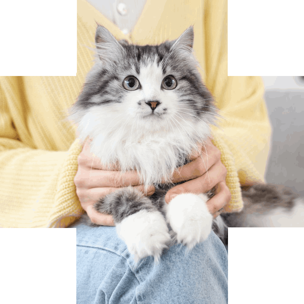 Fluffy gray and white cat