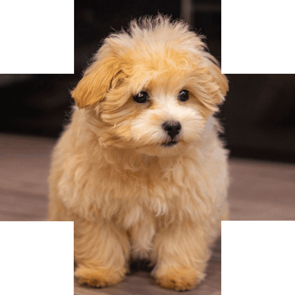 Fluffy light brown puppy sitting