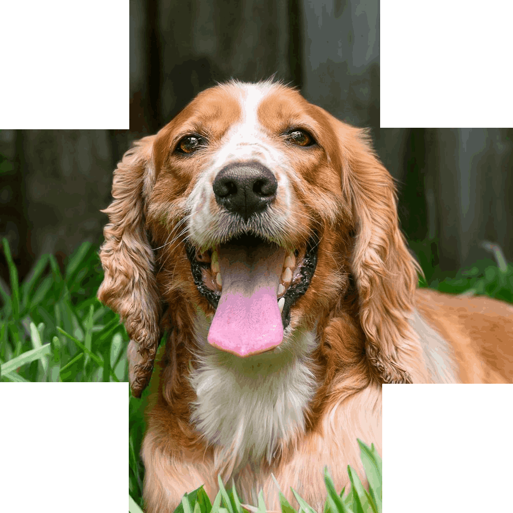 Happy dog tongue out