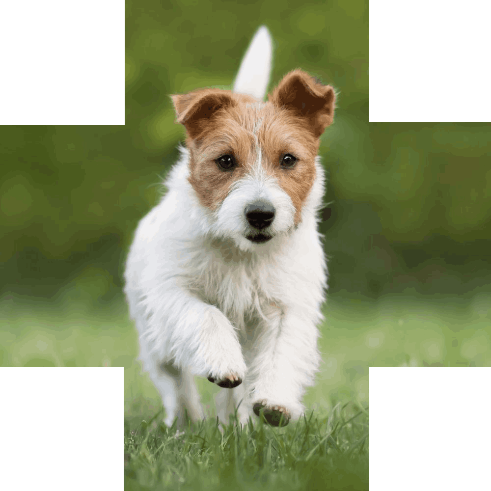 Jack Russell dog running