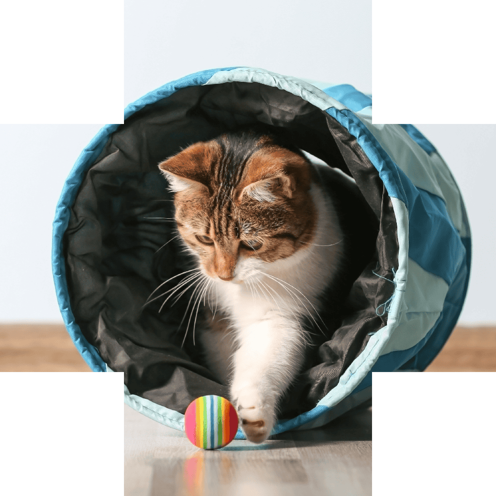 Kitten playing on the floor