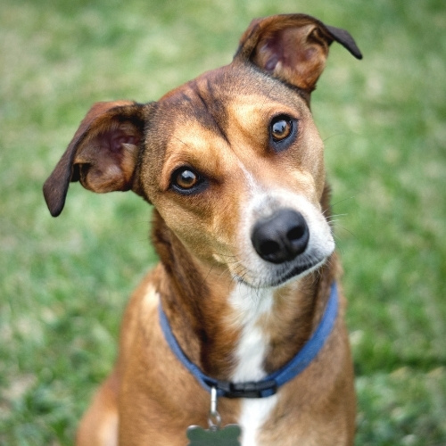 A brown dog with a white chest and a blue collar sits on a grassy lawn, tilting its head curiously.