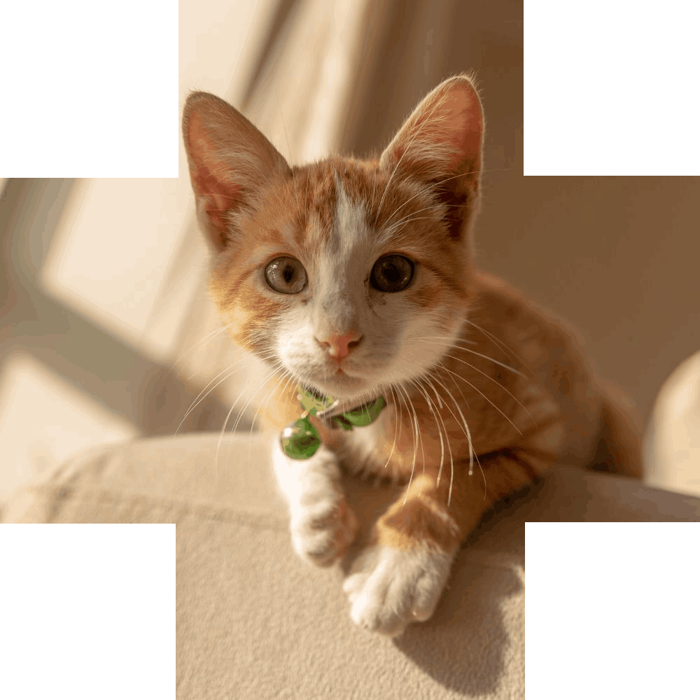 Orange and white kitten looking