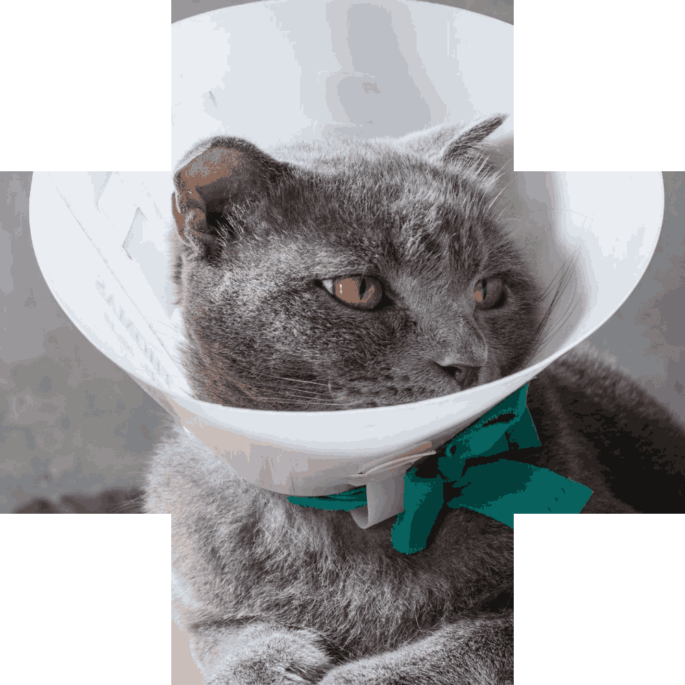 A gray cat wears a white Elizabethan collar and a teal ribbon tied in a bow around its neck. The cat has amber eyes and is looking to the right.
