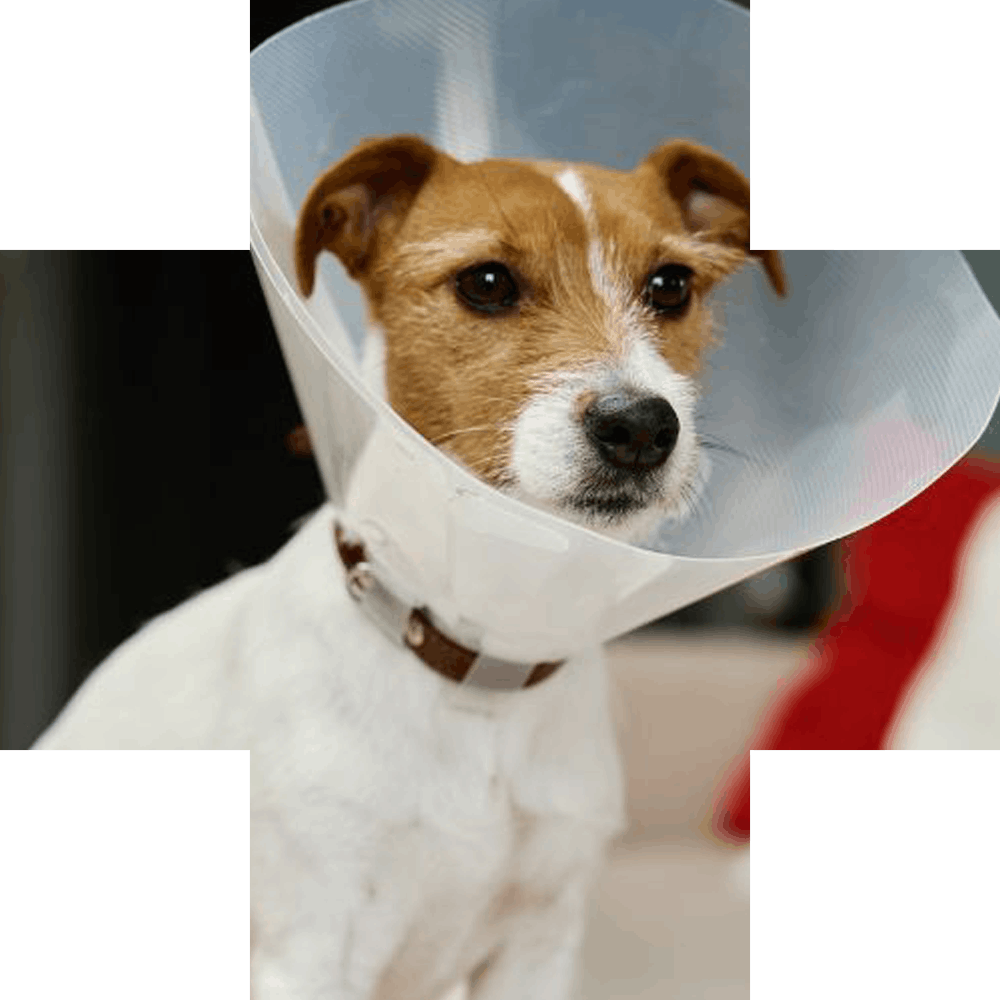 A white and brown dog wearing a clear Elizabethan collar and a brown collar.