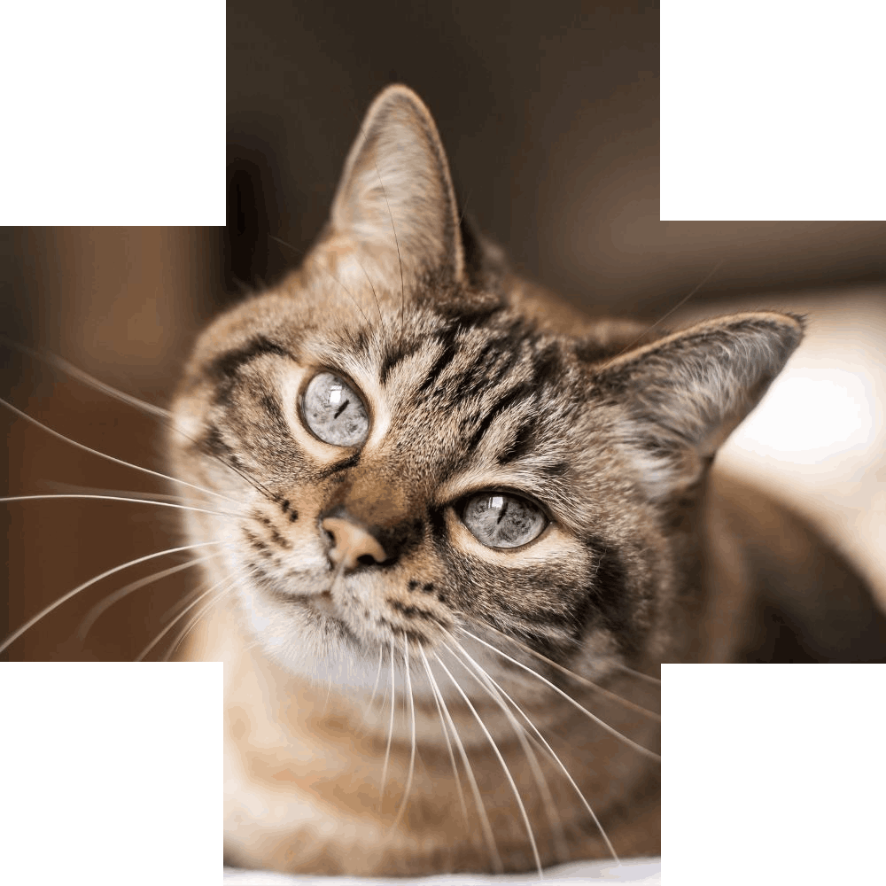 Tabby cat looking up