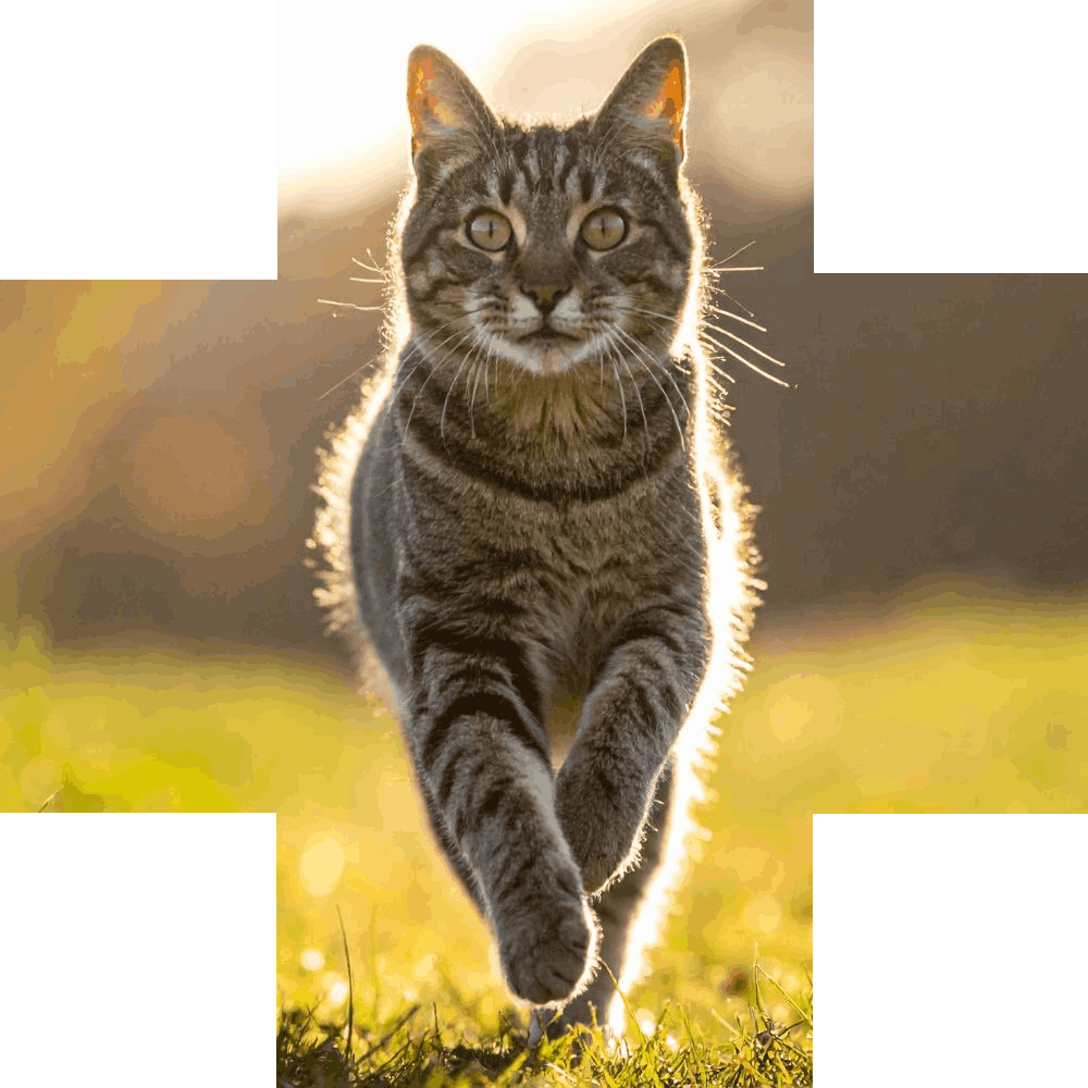 Tabby cat running