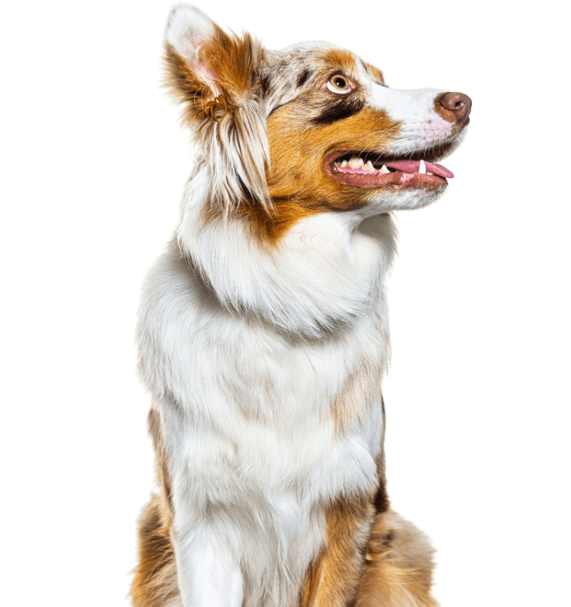australian-shepherd-looking-up-to-the-right-800x850-1 happy australian shepherd dog looking to the side on a transparent background