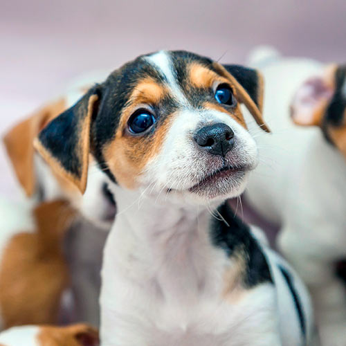 closeup of brown and white puppies