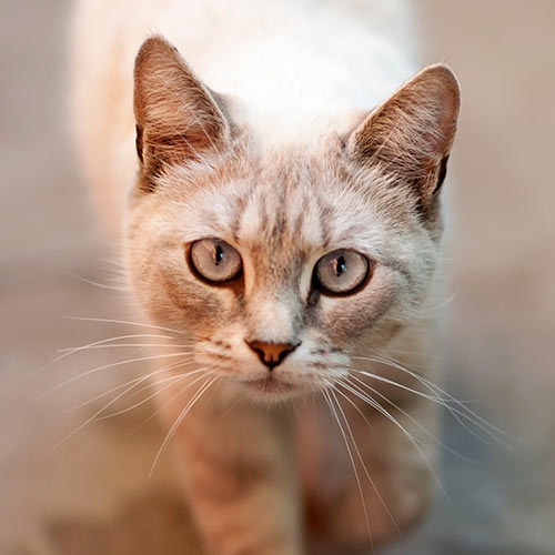 curious light-colored cat walking towards camera