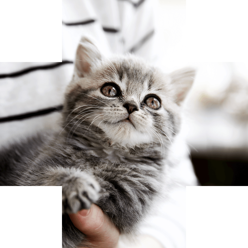 photo of happy gray kitten in someone's arms inside medical cross-shaped frame