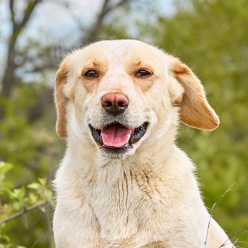 senior dog sitting outside