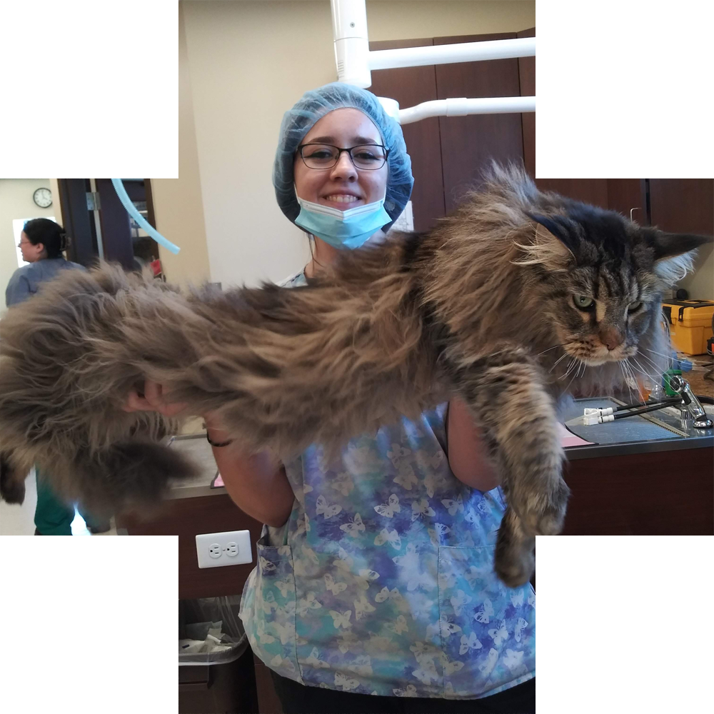 Person holding large Maine Coon