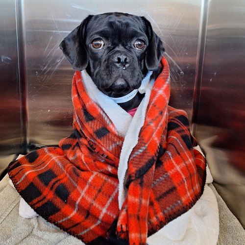 black dog red blanket