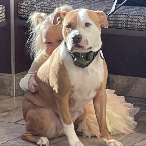 child hugging dog indoor