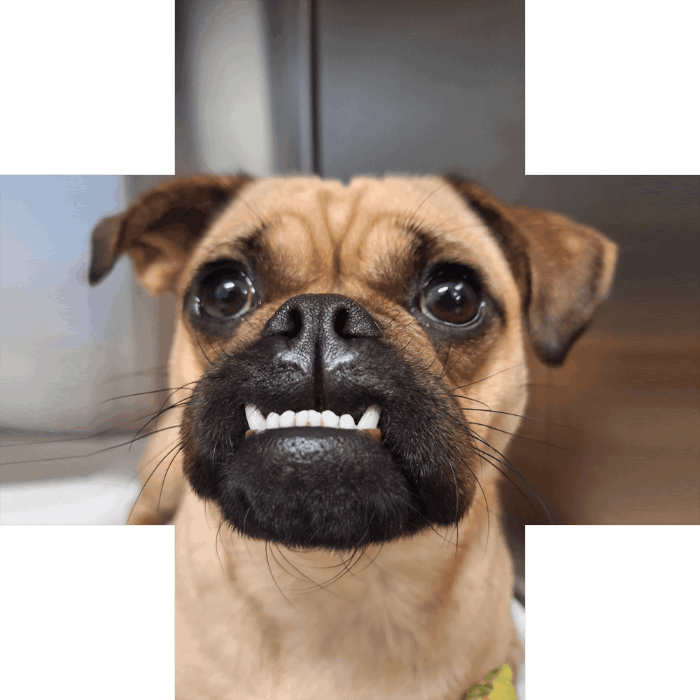 curious puppy showing teeth