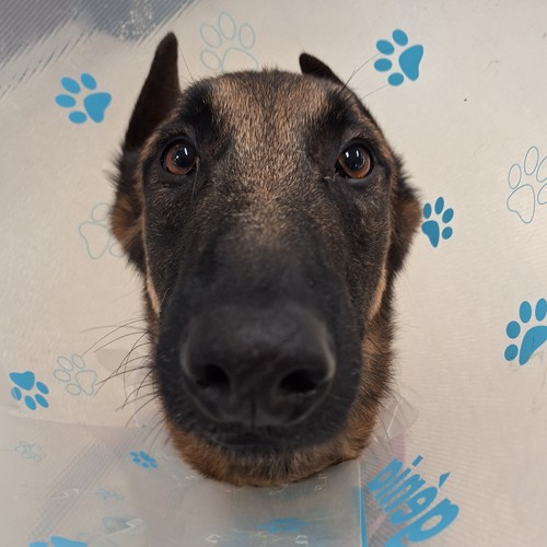 dog in cone looking forward