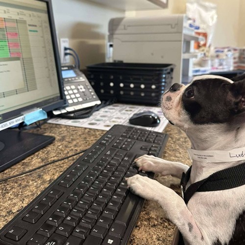 dog typing on keyboard