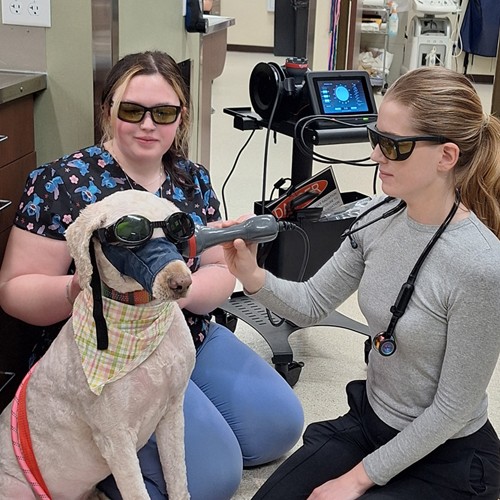dog undergoing laser therapy vets