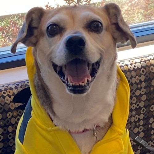 happy dog yellow hoodie