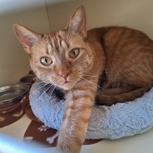 orange tabby cat resting