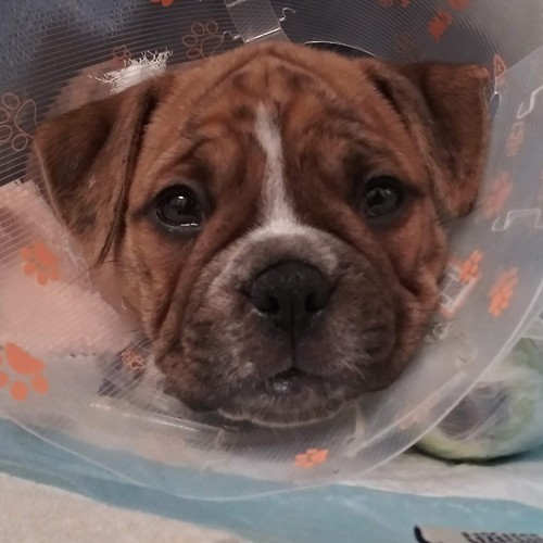 sleeping newborn puppies white towel