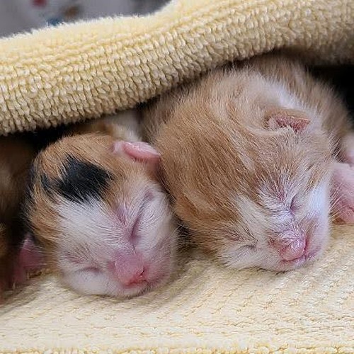 sleeping newborn kittens on blanket