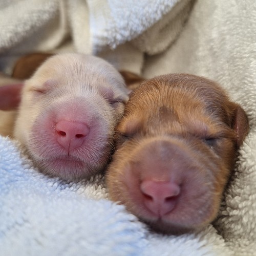 sleeping newborn puppies white towel