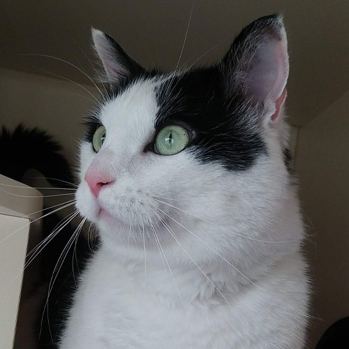 white and black cat looks