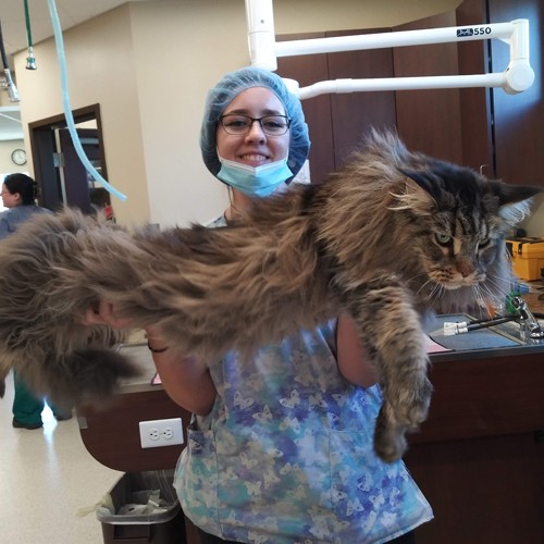 woman holding giant cat